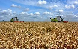 В пострадавшей от засухи Новосибирской области урожай зерновых планируют ниже на 35%